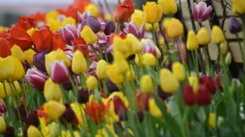 Colorfull Tulip 스톡 동영상 83347640