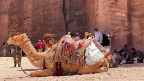Colorfully adorned camel with Middle Eastern riders taking a break on the sand Stock Footage 310853634