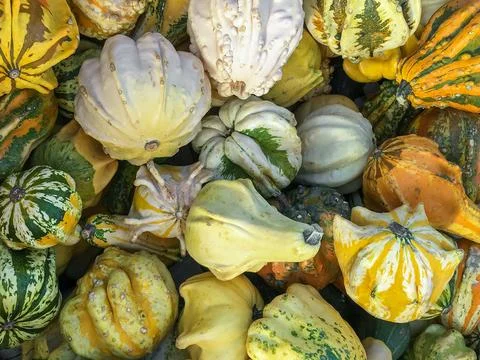 Colorgul pumpkins Stock Photos