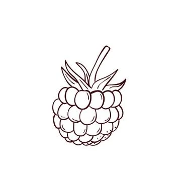 Coloring book vector hand drawn raspberry  icon 스톡 일러스트
