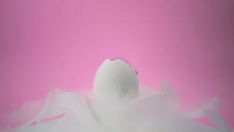 Coloring an Easter egg in pink color, a beautiful video, on a pink background. Stock Footage 122321432
