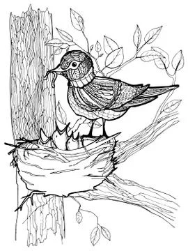 Coloring page with birds Stock Illustration