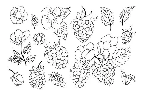 Coloring page featuring various raspberry plants and flowers in detailed ou.. Illustrazione stock