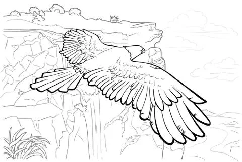 Coloring page Fly of Eagle Stock Illustration