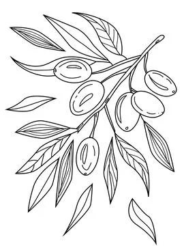 Coloring page an olive branch Stock Illustration