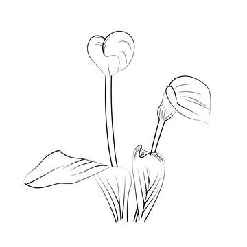 Coloring page vector sketch of calla flowers, calla flower line drawing Stock Illustration