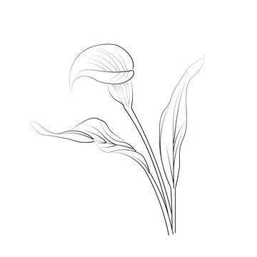Coloring pages for children, Easy calla flower line art hand drawing Illustratio Stock Illustration