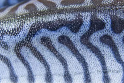 Coloring of skin mackerel fish Stock Photos