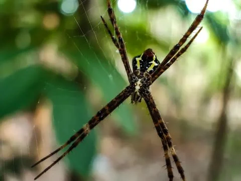 Coloring spider, stan on the spider web and green background in the forest. Stock Photos