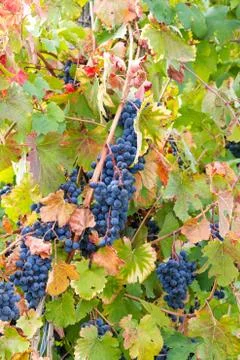 Coloring the vineyard Stock Photos