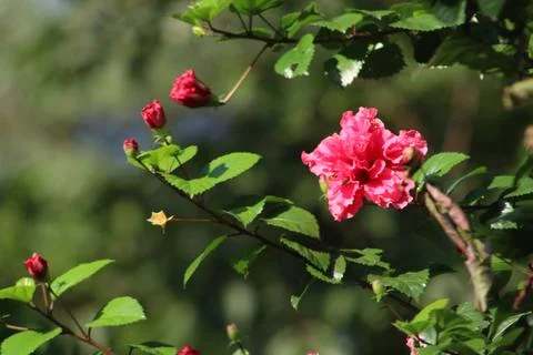 Colorized Flower Stock Photos