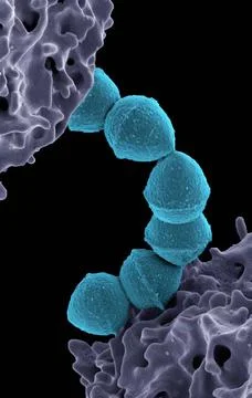  Colorized scanning electron micrograph of Group A Streptococcus (Streptoc... Stock Photos