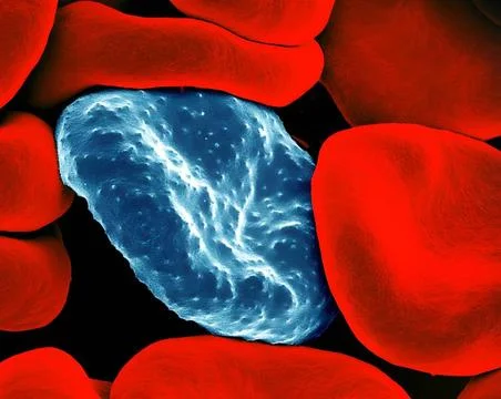  Colorized scanning electron micrograph of red blood cell infected with ma... Stock-Fotos