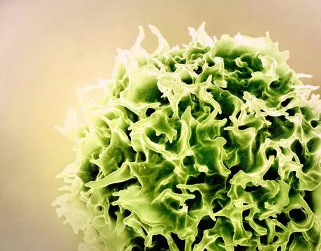  Colorized scanning electron micrograph of a T lymphocyte (also known as a... Stock Photos
