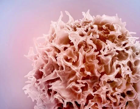  Colorized scanning electron micrograph of a T lymphocyte (also known as a... Stock Photos