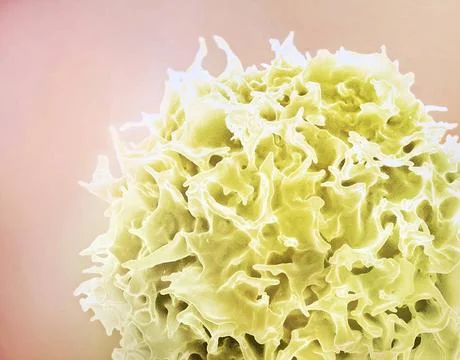 Colorized scanning electron micrograph of a T lymphocyte (also known as a... Stock Photos