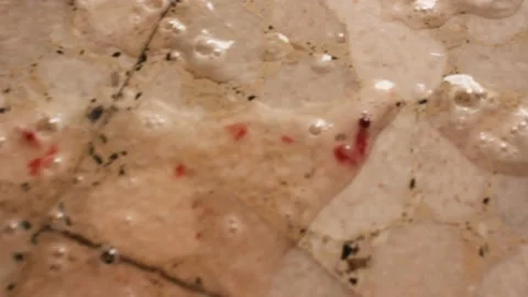 Colorless cat vomit with red spots Stock Footage 238760954