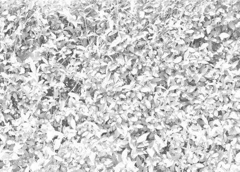 Colorless light texture leaves Stock Photos