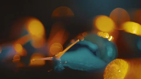 Colors and textures in a close-up of a simple shell on a wet surface at night Stock Footage 335626653