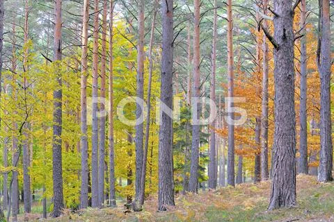 Colors of autumn birch forest Stock Photos