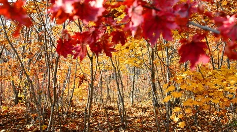 Colors of Autumn Stock-Footage 56051513