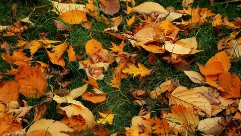 The colors of autumn Stockbeeldmateriaal 78568218