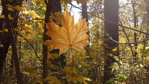 Colors of autumn Stock Footage 97716159