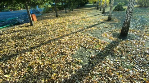 Colors of autumn Stock Footage 97716301