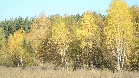 Colors of autumn Video stock 142097728