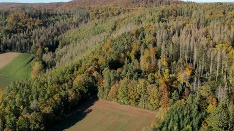 The colors of an autumn forest Stock Footage 163824481