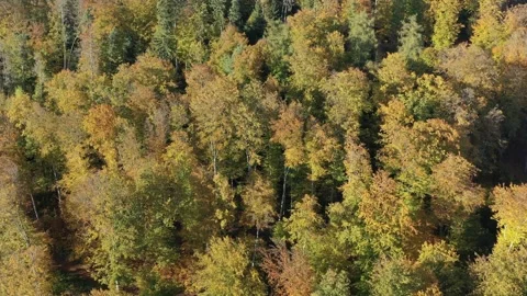 The colors of an autumn forest Video stock 163826230