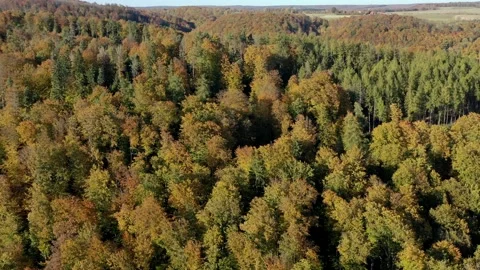 The colors of an autumn forest Video stock 163826329