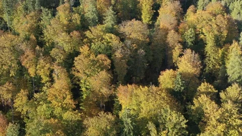 The colors of an autumn forest Video stock 163827934