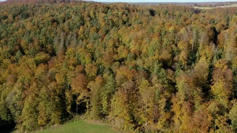 The colors of an autumn forest Video stock 163828394