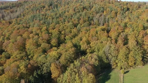 The colors of an autumn forest Video stock 163829242