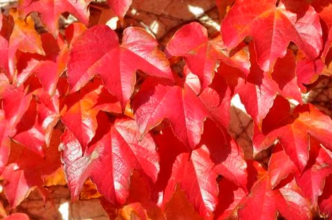 Colors of the autumn Stock Photos