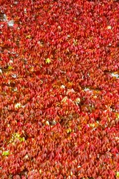 Colors of the autumn Stock Photos