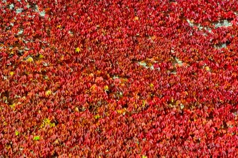 Colors of the autumn Stock Photos