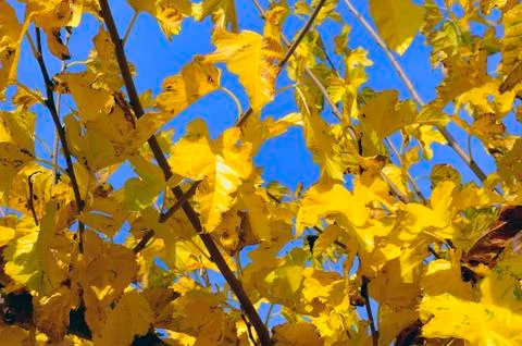 Colors of autumn Stock Photos