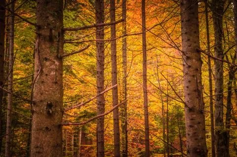 The colors of autumn. Stock Photos