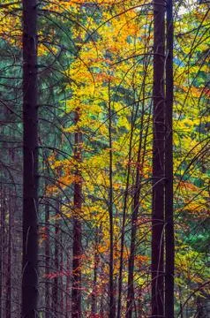The colors of autumn. Stock Photos