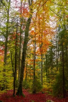 The colors of autumn. Stock Photos