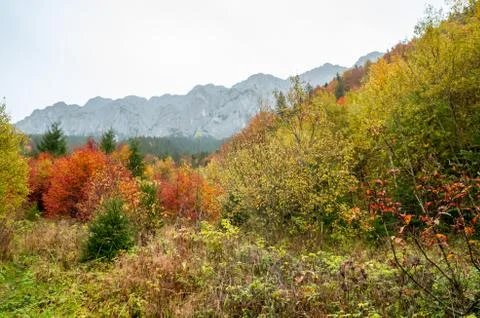 The colors of autumn. Stock Photos