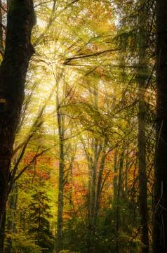 The colors of autumn. Stock Photos
