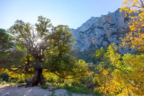 Colors of autumn, tree in a mountain landscape, Sardegna canyon Gorroppu Stock Photos