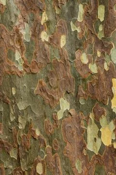 Colors of bark Stock Photos