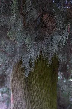 Colors of cypress tree Foto stock