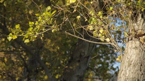 The colors of fall 0384 Stock Footage 949728