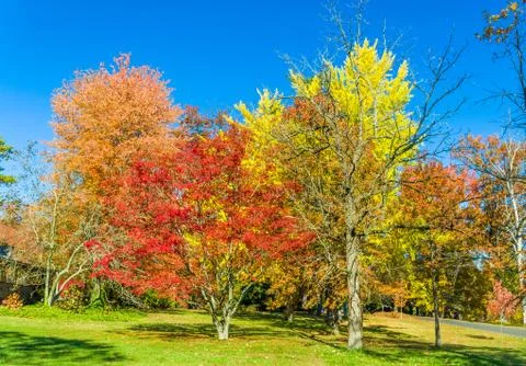 Colors of the fall foliage Stock Photos