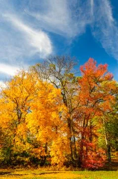 Colors of the fall foliage Stock Photos